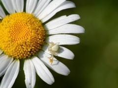 Flower and Spider