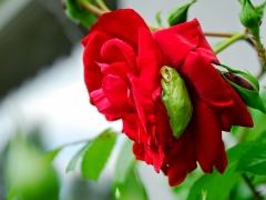 Frog in Rose