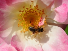 Pink Flower and Bee 1