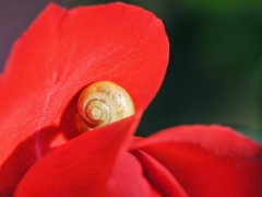 Snail and Rose