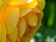 Yellow Flower 1