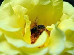 Yellow Flower and Bee 1